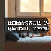 社田鼠的饲养方法（从环境到饲料，全方位呵护你的社田鼠）(图1)