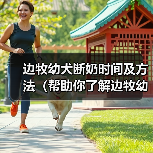 边牧幼犬断奶时间及方法（帮助你了解边牧幼犬断奶的最佳时机和正确方法）(图3)