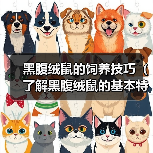 黑腹绒鼠的饲养技巧（了解黑腹绒鼠的基本特征和饲养需要，保持它们的健康和快乐生活）(图4)