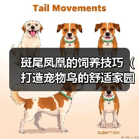 斑尾凤凰的饲养技巧（打造宠物鸟的舒适家园）(图2)