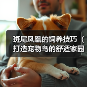 斑尾凤凰的饲养技巧（打造宠物鸟的舒适家园）(图1)