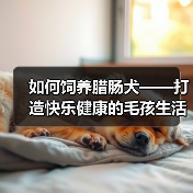 如何饲养腊肠犬——打造快乐健康的毛孩生活（从幼年到成熟，这些