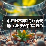 小猫咪不满2月饮食安排（如何给不满2月的小猫咪科学合理地安排饮食？）(图2)
