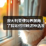 澳大利亚梗饲养指南（了解如何照顾这种活泼的狗狗）(图2)