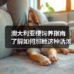 澳大利亚梗饲养指南（了解如何照顾这种活泼的狗狗）(图4)
