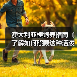 澳大利亚梗饲养指南（了解如何照顾这种活泼的狗狗）(图3)