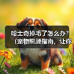 哈士奇掉毛了怎么办？（宠物照顾指南，让你的哈士奇掉毛少如一把梳子）(图4)