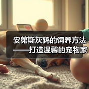 安第斯灰鸫的饲养方法——打造温馨的宠物家园（从生活习性到饲养技巧，全方位解析安第斯灰鸫的养殖要点）(图4)