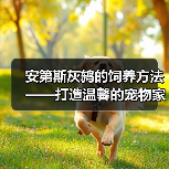 安第斯灰鸫的饲养方法——打造温馨的宠物家园（从生活习性到饲养技巧，全方位解析安第斯灰鸫的养殖要点）(图3)
