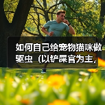 如何自己给宠物猫咪做驱虫（以铲屎官为主，轻松做好猫咪的驱虫工