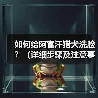 如何给阿富汗猎犬洗脸？（详细步骤及注意事项。）(图2)
