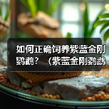 如何正确饲养紫蓝金刚鹦鹉？（紫蓝金刚鹦鹉的饲养方法与注意事项）(图3)