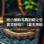 给小猫剃毛真的能让它更凉快吗？（夏天照顾小猫，别乱剃毛！）(图3)