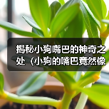 揭秘小狗嘴巴的神奇之处（小狗的嘴巴竟然像这个东西！）(图4)