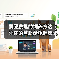 黄腿象龟的饲养方法（让你的黄腿象龟健康成长）(图2)