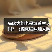 猫咪为何老是缠着主人叫？（探究猫咪缠人叫的原因及如何应对）(图2)