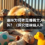 猫咪为何老是缠着主人叫？（探究猫咪缠人叫的原因及如何应对）(图3)
