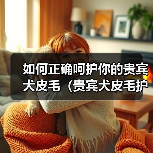 如何正确呵护你的贵宾犬皮毛（贵宾犬皮毛护理指南，让你的宠物更健康美丽）(图3)