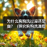为什么狗狗洗过澡还是臭？（探究狗狗洗澡后