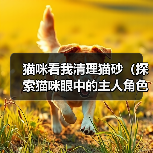 猫咪看我清理猫砂（探索猫咪眼中的主人角色，提高与猫咪的亲密度）(图4)