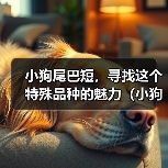 小狗尾巴短，寻找这个特殊品种的魅力（小狗