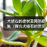 犬结石的症状及预防措施（探究犬结石的常见症状，为您的爱宠提供预防保健建议）(图4)