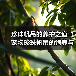 珍珠帆吊的养护之道（宠物珍珠帆吊的饲养与细节）(图4)