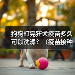 狗狗打完狂犬疫苗多久可以洗澡？（疫苗接种时间与洗澡注意事项）(图4)