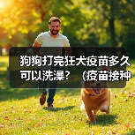 狗狗打完狂犬疫苗多久可以洗澡？（疫苗接种时间与洗澡注意事项）(图2)