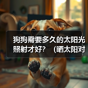 狗狗需要多久的太阳光照射才好？（晒太阳对狗狗的好处及注意事项）(图2)