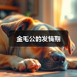 金毛公的发情期(图2)