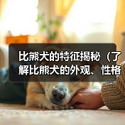比熊犬的特征揭秘（了解比熊犬的外观、性格和护理需求）(图3)