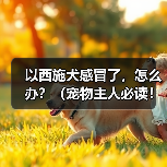 以西施犬感冒了，怎么办？（宠物主人必读！
