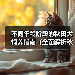 不同年龄阶段的秋田犬饲养指南（全面解析秋田犬在不同年龄阶段的饲养要点与技巧）(图3)