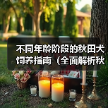 不同年龄阶段的秋田犬饲养指南（全面解析秋田犬在不同年龄阶段的饲养要点与技巧）(图2)