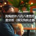 狗狗的外八内八走路原因分析（探究狗狗走路姿势的背后）(图4)