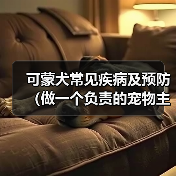 可蒙犬常见疾病及预防（做一个负责的宠物主人，让爱宠健康快乐）(图3)