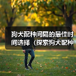 狗犬配种间隔的最佳时间选择（探索狗犬配种间隔的最佳策略，以确保繁育的成功和健康）(图3)