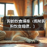 狗的饮食频率(揭秘狗狗饮食规律,)(图1) 狗的饮食频率(揭秘狗狗饮食规律,)(图1)
