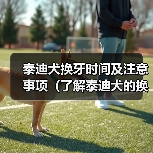 泰迪犬换牙时间及注意事项(了解泰迪犬的换牙周期,帮助它们健康成长)(图3) 泰迪犬换牙时间及注意事项(了解泰迪犬的换牙周期,帮助它们健康成长)(图3)