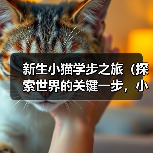 新生小猫学步之旅(探索世界的关键一步,小猫如何学会走路?)(图1) 新生小猫学步之旅(探索世界的关键一步,小猫如何学会走路?)(图1)