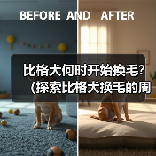 比格犬何时开始换毛?(探索比格犬换毛的周期和特点)(图2) 比格犬何时开始换毛?(探索比格犬换毛的周期和特点)(图2)