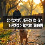比格犬何时开始换毛?(探索比格犬换毛的周期和特点)(图4) 比格犬何时开始换毛?(探索比格犬换毛的周期和特点)(图4)