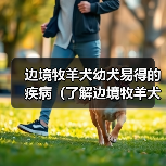 边境牧羊犬幼犬易得的疾病(了解边境牧羊犬幼犬常见疾病及预防措施)(图2) 边境牧羊犬幼犬易得的疾病(了解边境牧羊犬幼犬常见疾病及预防措施)(图2)