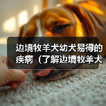 边境牧羊犬幼犬易得的疾病(了解边境牧羊犬幼犬常见疾病及预防措施)(图4) 边境牧羊犬幼犬易得的疾病(了解边境牧羊犬幼犬常见疾病及预防措施)(图4)