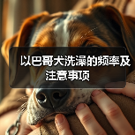 以巴哥犬洗澡的频率及注意事项(图2)