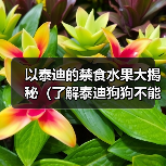 以泰迪的禁食水果大揭秘（了解泰迪狗狗不能吃的水果，让它们健康快乐成长）(图1)