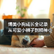 博美小狗成长全记录（从可爱小狮子到精神小伙伴，关注博美犬的成长历程）(图1)