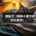 猎鼠犬(揭秘小猎犬的抓鼠绝技)(图1) 猎鼠犬(揭秘小猎犬的抓鼠绝技)(图1)