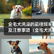 金毛犬洗澡的最佳频率及注意事项（金毛犬洗澡的时间间隔和洗澡前后的护理方法）(图2)